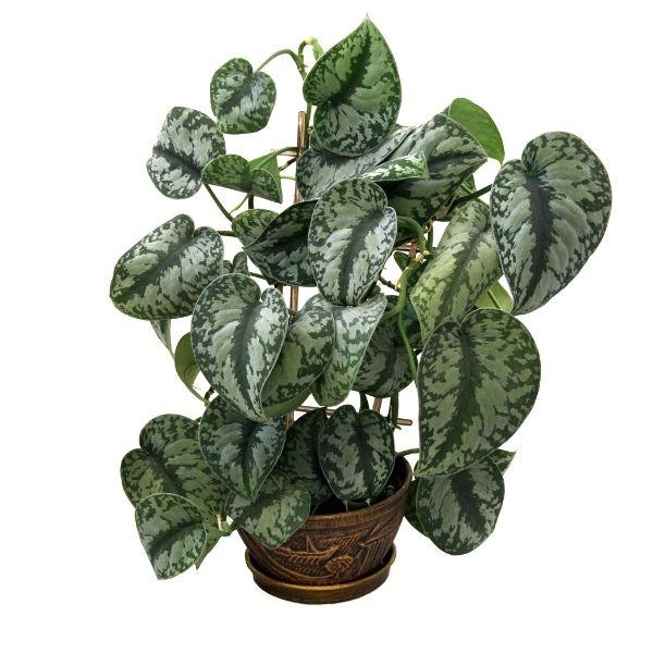 silver satin pothos near me Pothos Silver Satin 6"