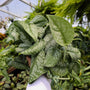 large silvery leaves on silver satin pothos
