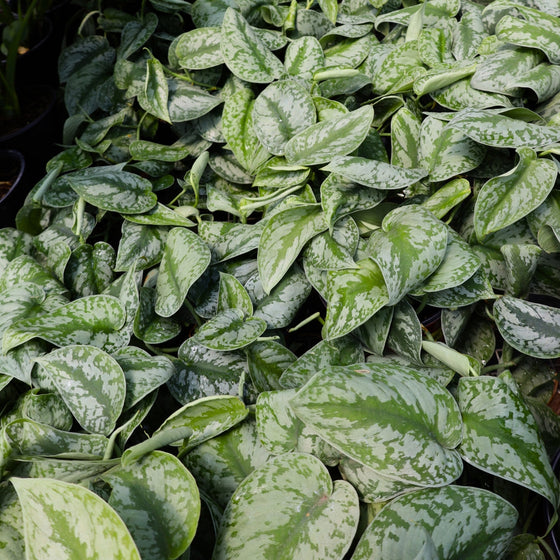 Silver Satin Pothos Plant close up view of foliage