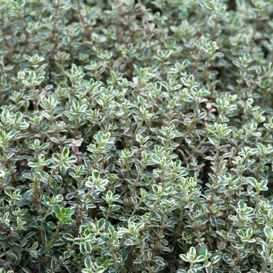 green-silver leaves on silver thyme perennial