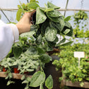 silvery ann pothos trailing houseplants