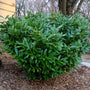 Close-up of Schip Laurel in winter