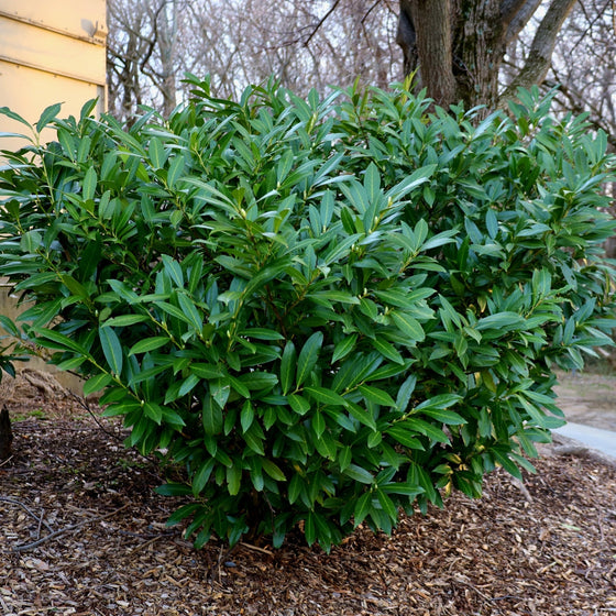 Close-up of Schip Laurel in winter