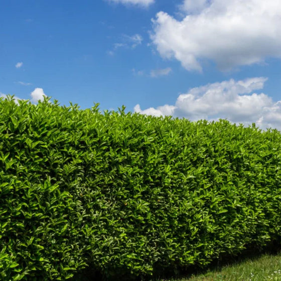 skip cherry laurel privacy hedge in the full sun