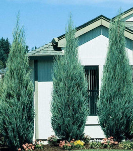 Skyrocket Juniper