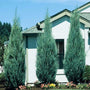Mature Skyrocket Junipers with excellent blue green foliage