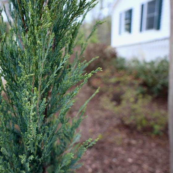 Close up photo of the blue-green foliage of Skyrocket Junipoer
