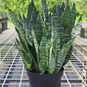Snake Plant Frozen full stiff upright leaves banded in white and green in black pot