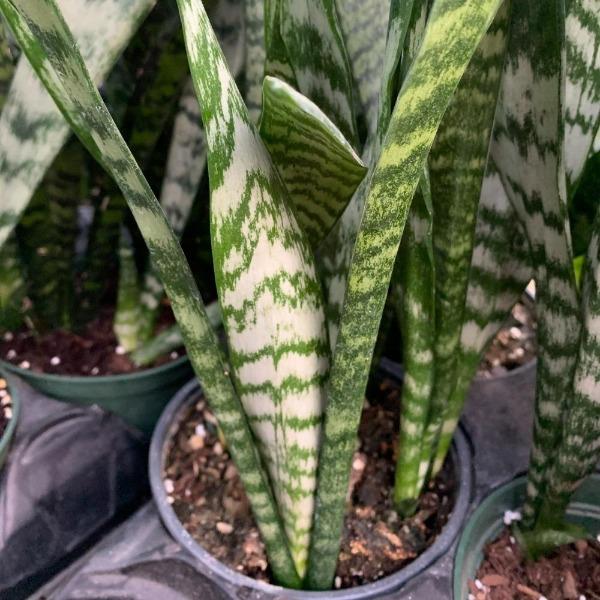 Snake Plant Frozen for Sale | Garden Goods Direct