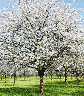 Snow Goose Cherry Tree