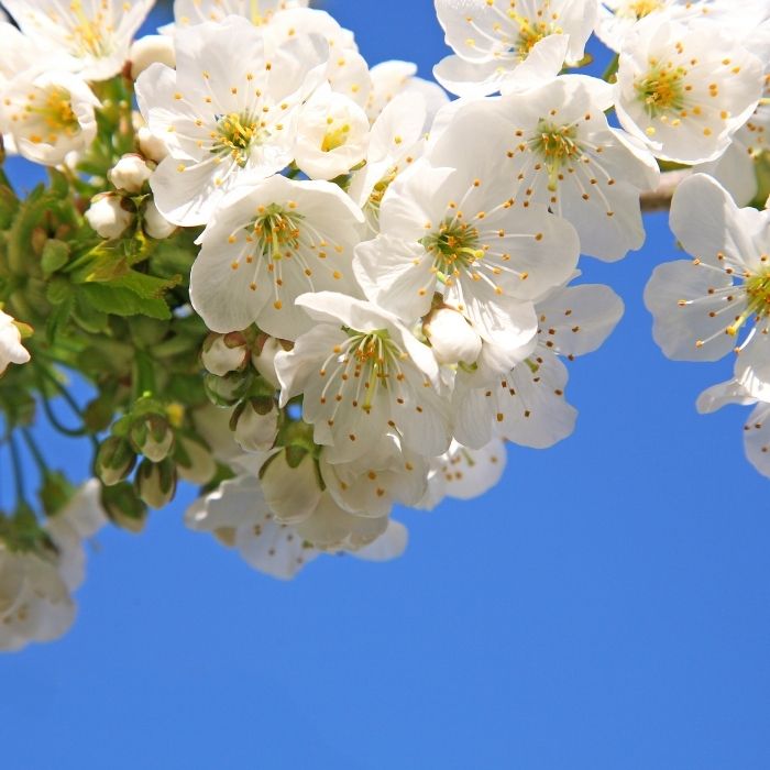 小物 cherry Snow Goose Cherry Trees for Sale | Garden Goods Direct