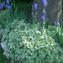 Aegopodium in the shade