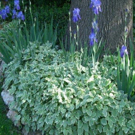 Aegopodium in the shade