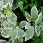 Snow on the mountain Aegopodium