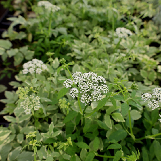 white blooms on groundcover plant