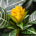 snow white zebra plants produce glossy yellow flowers with red tips