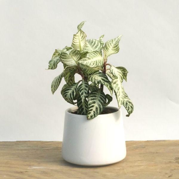 zebra plant indoor Snow White Zebra Plants
