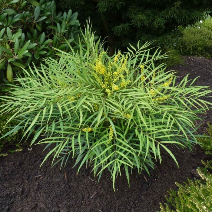 Buy Soft Caress Mahonia Online Garden Goods Direct