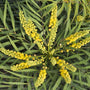 close look at bright yellow flower clusters of soft caress mahonia shrubs