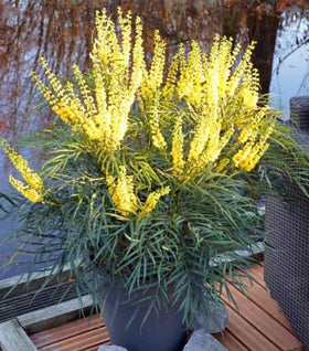 Soft Caress Mahonia