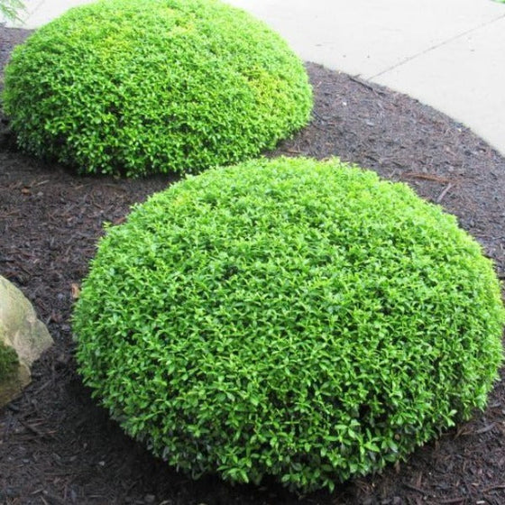 A well trimmed soft touch holly in spring
