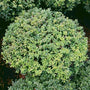 soft touch holly grown in a global habit