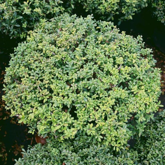 soft touch holly grown in a global habit