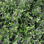 Soft pruple greenish foilage from a soft touch holly