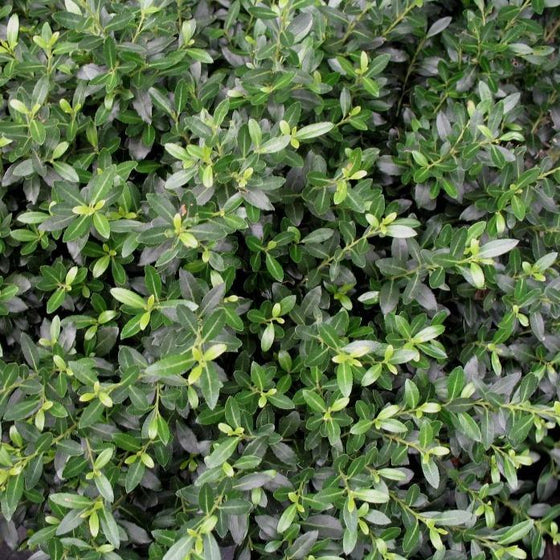 Soft pruple greenish foilage from a soft touch holly