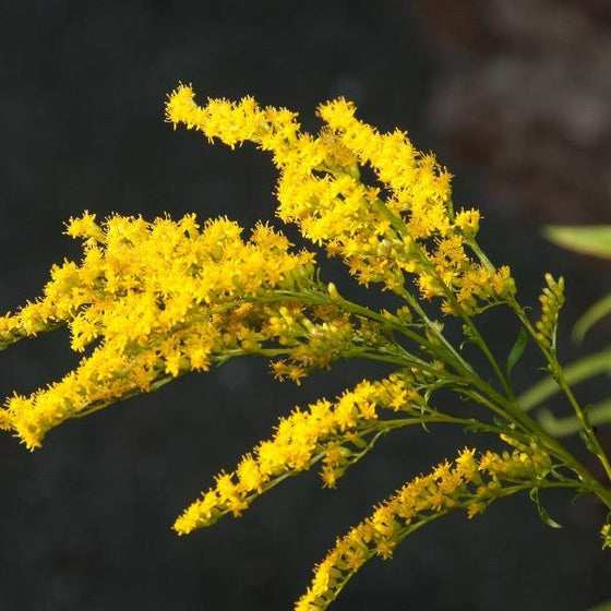 solidago rugosa blooms in the fall bright yellow flowers that look like fireworks