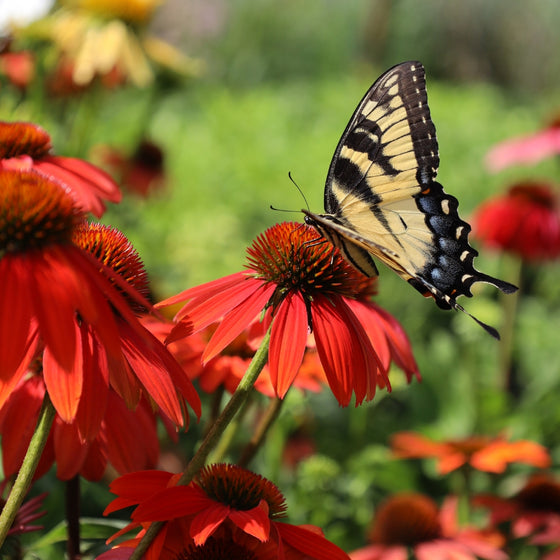 butterfly pollinating vibrant orange blooms on sombrero sangrita coneflower