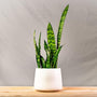 snake plant zeylanica in a white ceramic pot