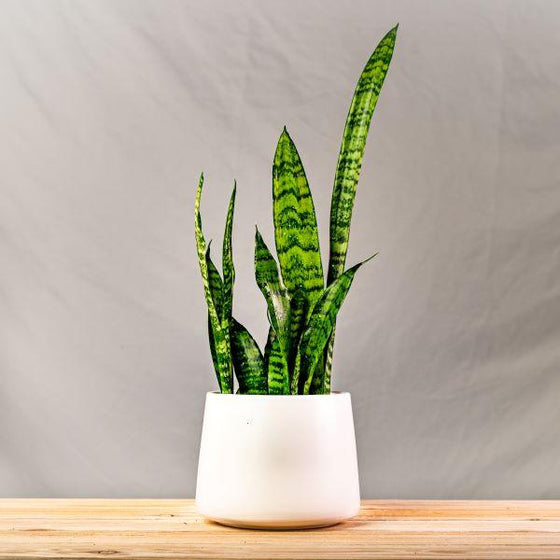 snake plant zeylanica in a white ceramic pot