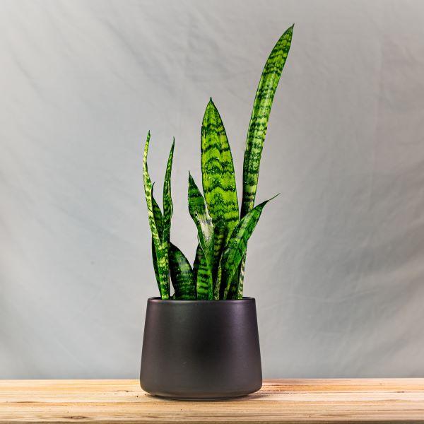 matte black pot plant Sophie' Tapered Ceramic Pot