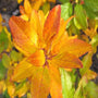 Southern gentleman holly with rich yellow fall color