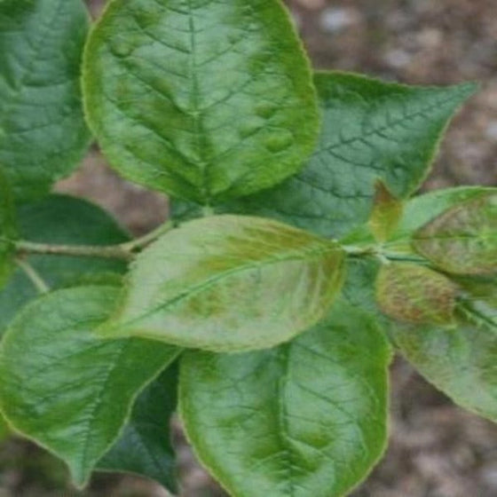Dense dark green foliage changes to a purplish red in fall