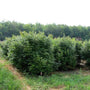 Very bushy southern gentleman holly with green leaves