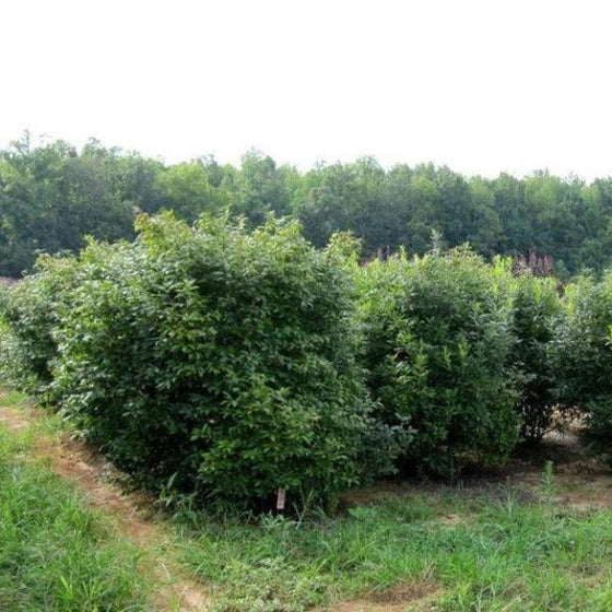 Very bushy southern gentleman holly with green leaves
