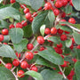 Sparkleberry winterberry plump red holly berries