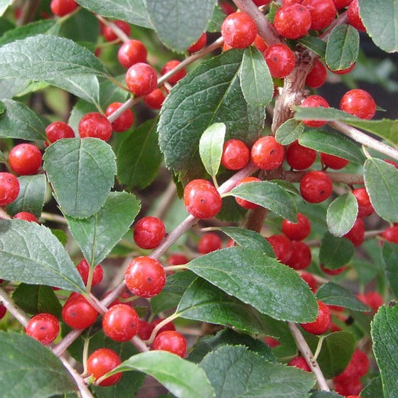 Sparkleberry winterberry plump red holly berries