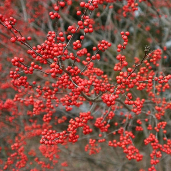 Sparkleberry holly with thick durable branches and light berries