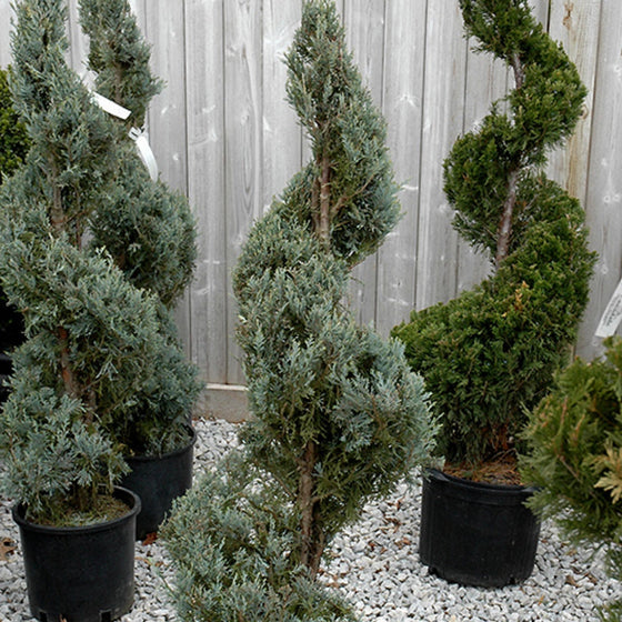 spiral juniper topiary