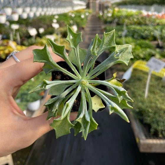 green pickle plant with spear like succulent foliage