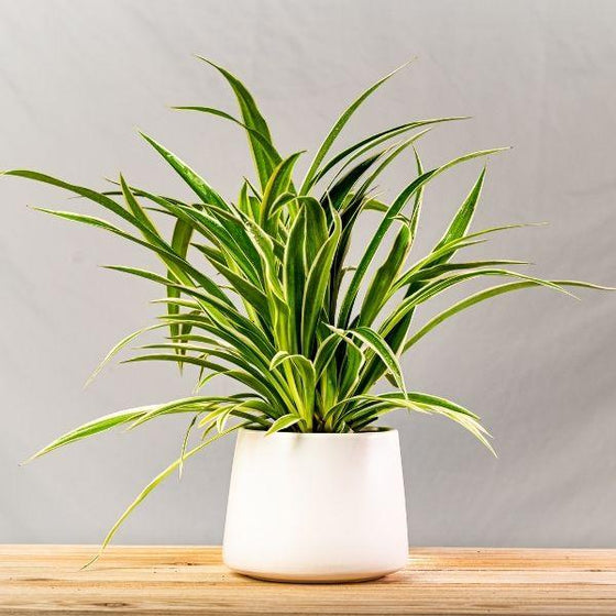 spider plant in white pot