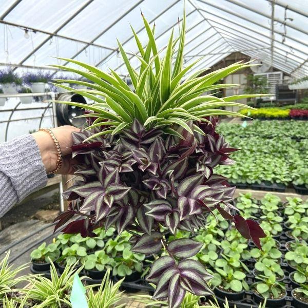spider plant garden ideas Spider Plant Wandering Jew Combo Pot