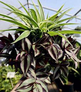 Spider Plant Wandering Jew Combo Pot