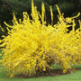 Spring Glory Forsythia Shrub with bright yellow blooms