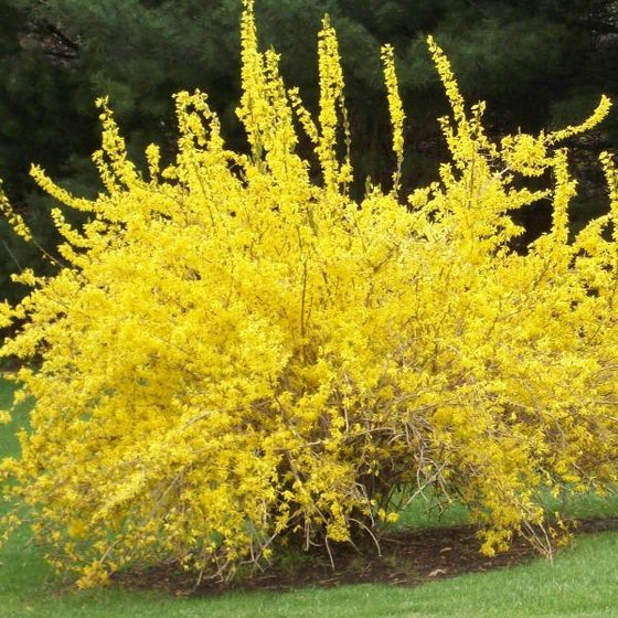 Spring Glory Forsythia Shrub with bright yellow blooms