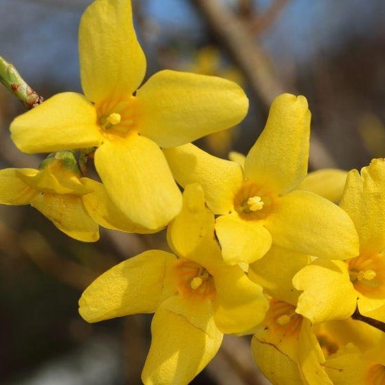 spring glory forsythia bright yellow spring flowers