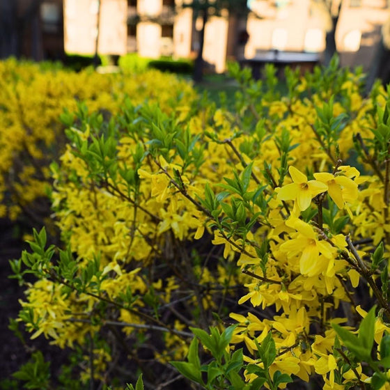 spring glory forsythia in early spring